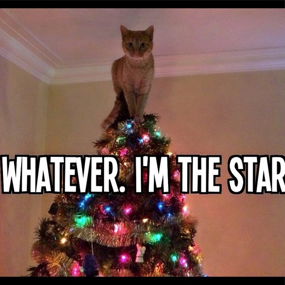 Meet your Posher, Angela - Picture 4 of 4